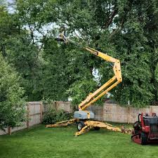 Best Storm Damage Tree Cleanup  in Ashland, CA