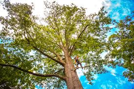 Best Tree Trimming and Pruning  in Ashland, CA