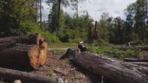 Best Stump Grinding and Removal  in Ashland, CA