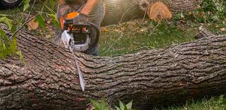 Best Utility Line Clearance  in Ashland, CA