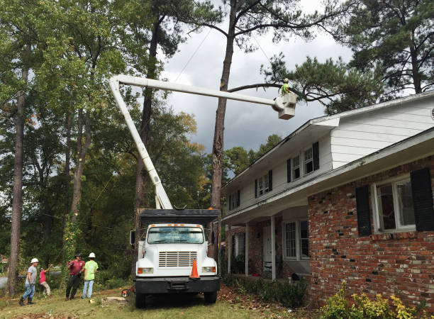 Best Tree Removal  in Ashland, CA