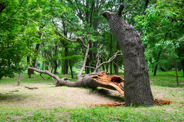 Best Landscape Design and Installation  in Ashland, CA