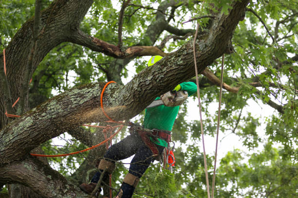 Best Tree Maintenance Programs  in Ashland, CA