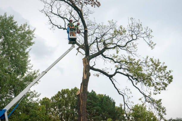 Best Emergency Tree Removal  in Ashland, CA