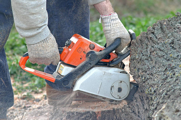How Our Tree Care Process Works  in  Ashland, CA