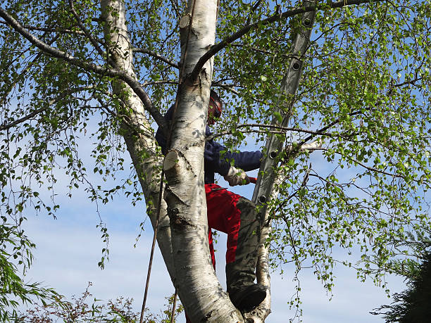Best Tree Mulching  in Ashland, CA