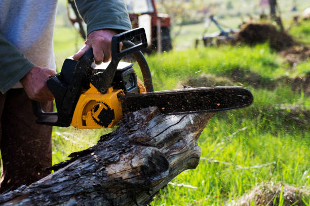 Best Lawn Watering Services  in Ashland, CA