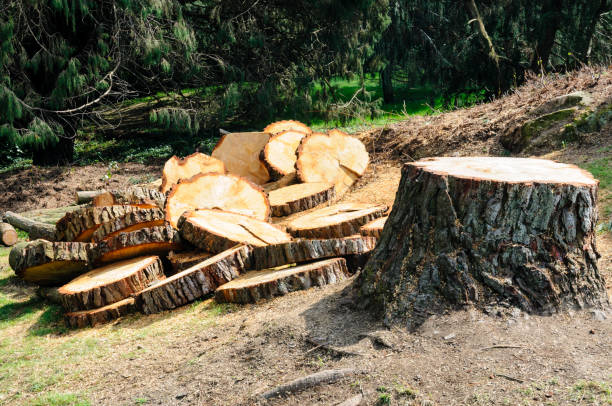 Professional Tree Care in Ashland, CA